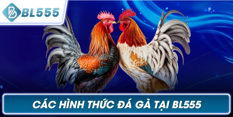 Các Hình Thức Đá Gà Tại BL555