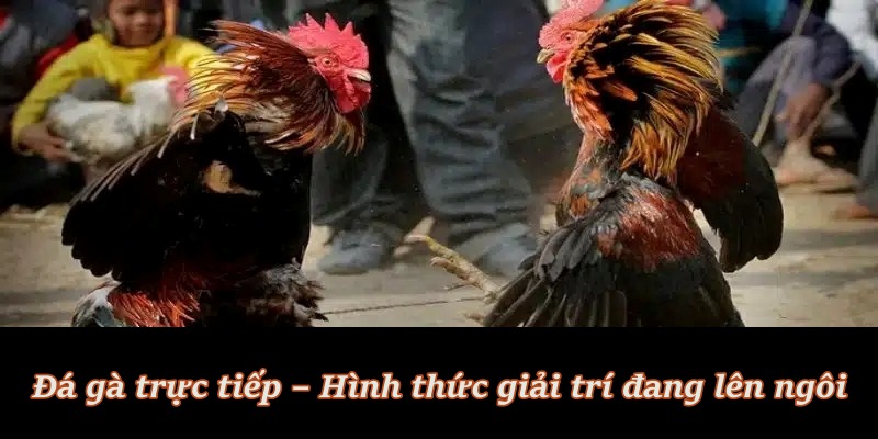 Đá Gà BL555 - Sân Chơi Uy Tín cho các chiến kê